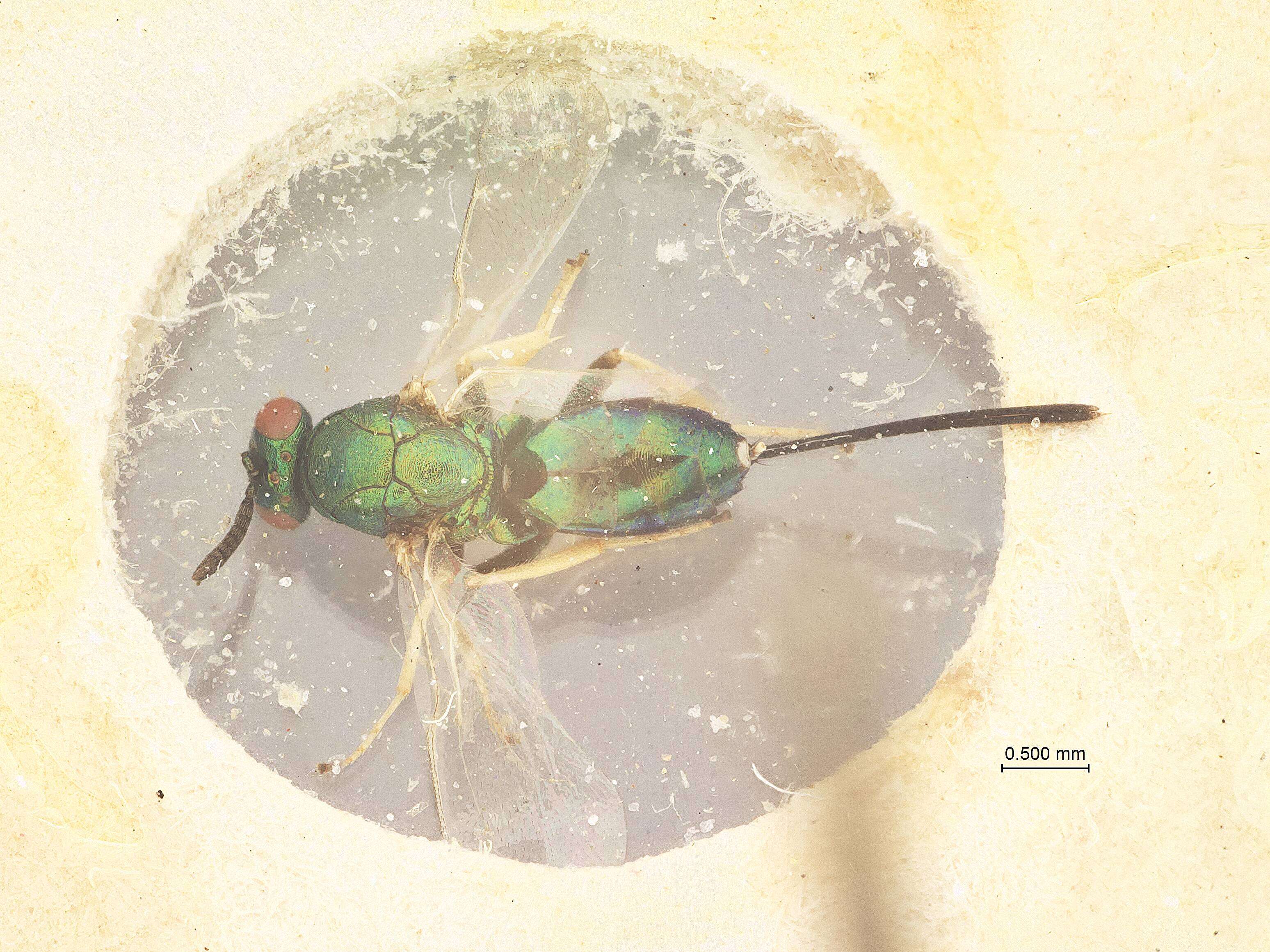 Image of Anagyrus tricolor (Girault 1913)