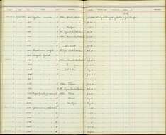 Image of <i>Amazilia <i>candida</i></i> candida (Bourcier & Mulsant 1846)