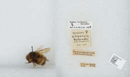 Image de Bombus sitkensis Nylander 1848