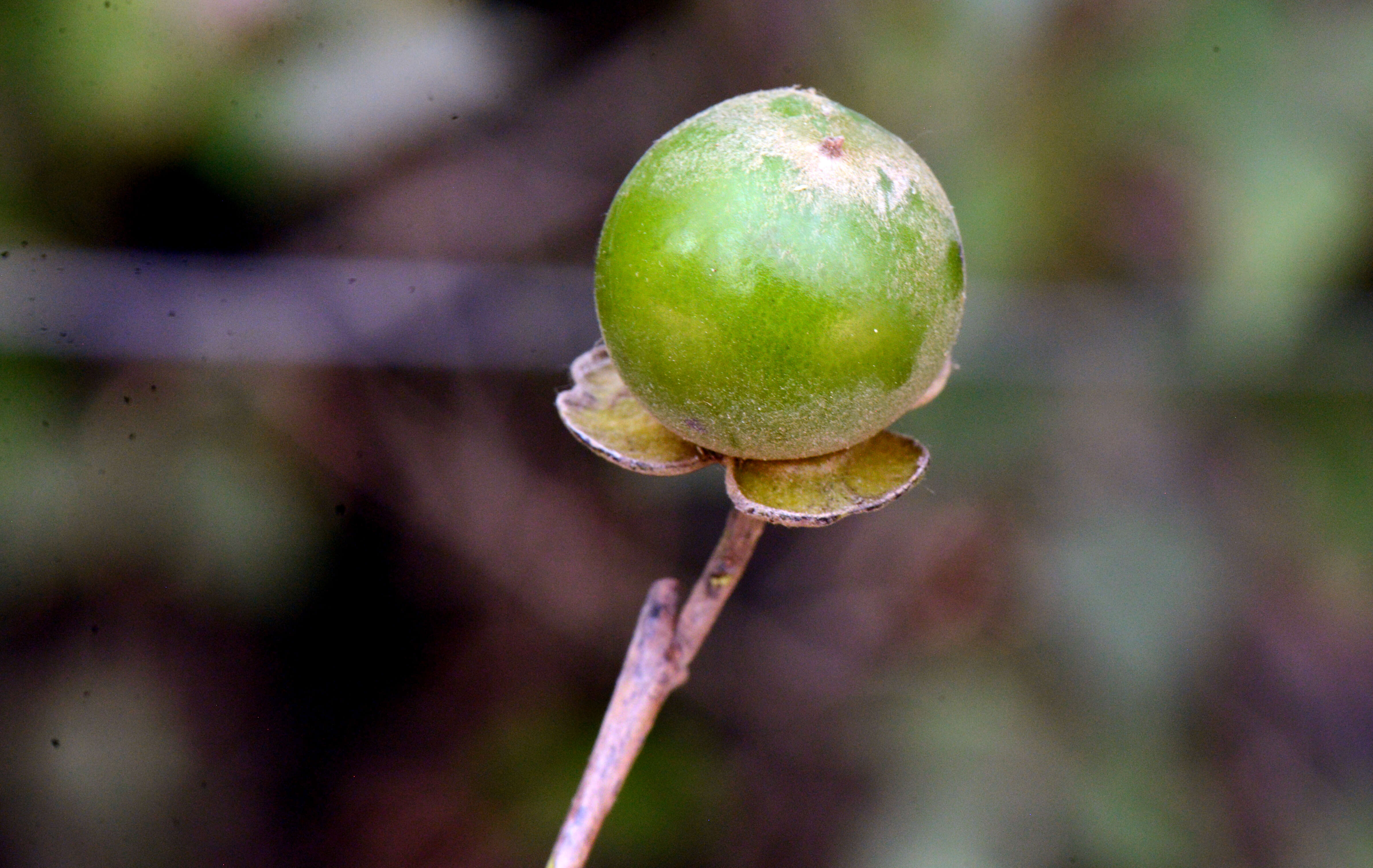 Image of Diospyros dalyom B. Walln.