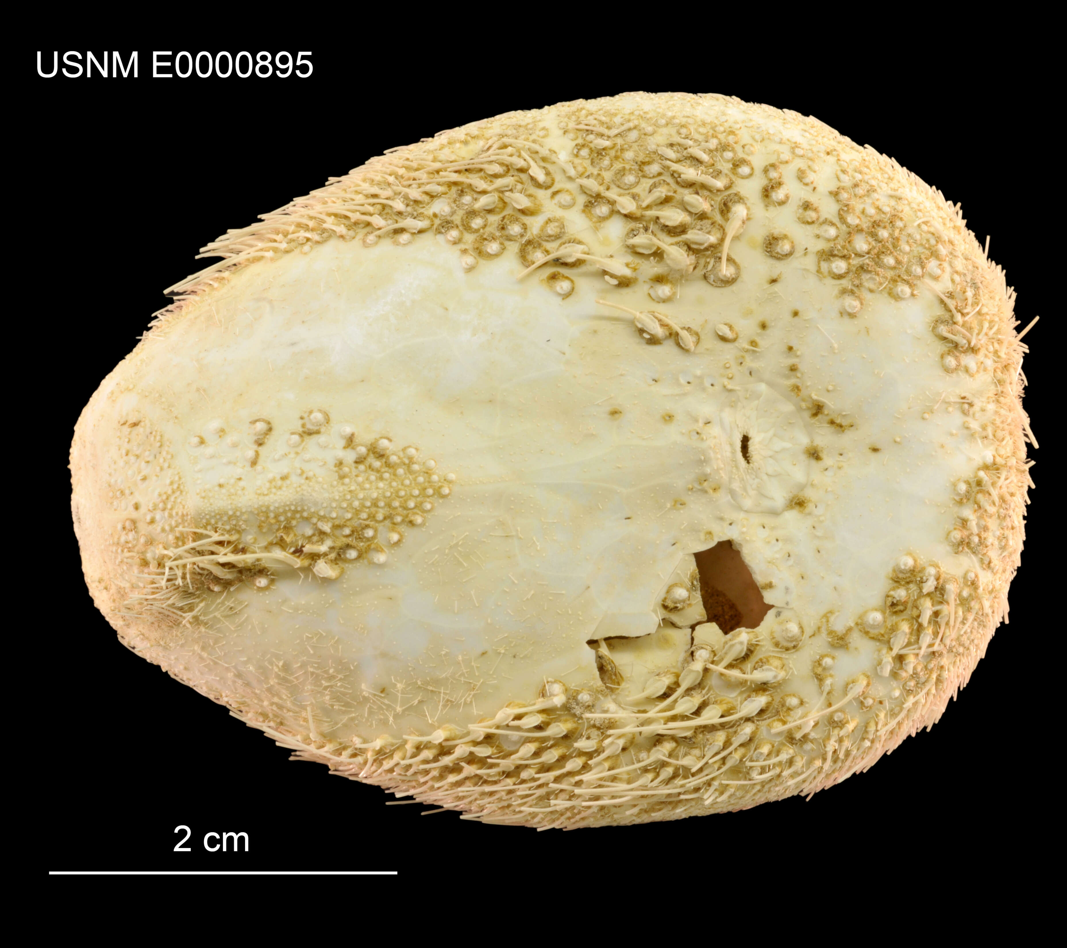 Image of Eupatagus lymani (Lambert & Thiéry 1924)