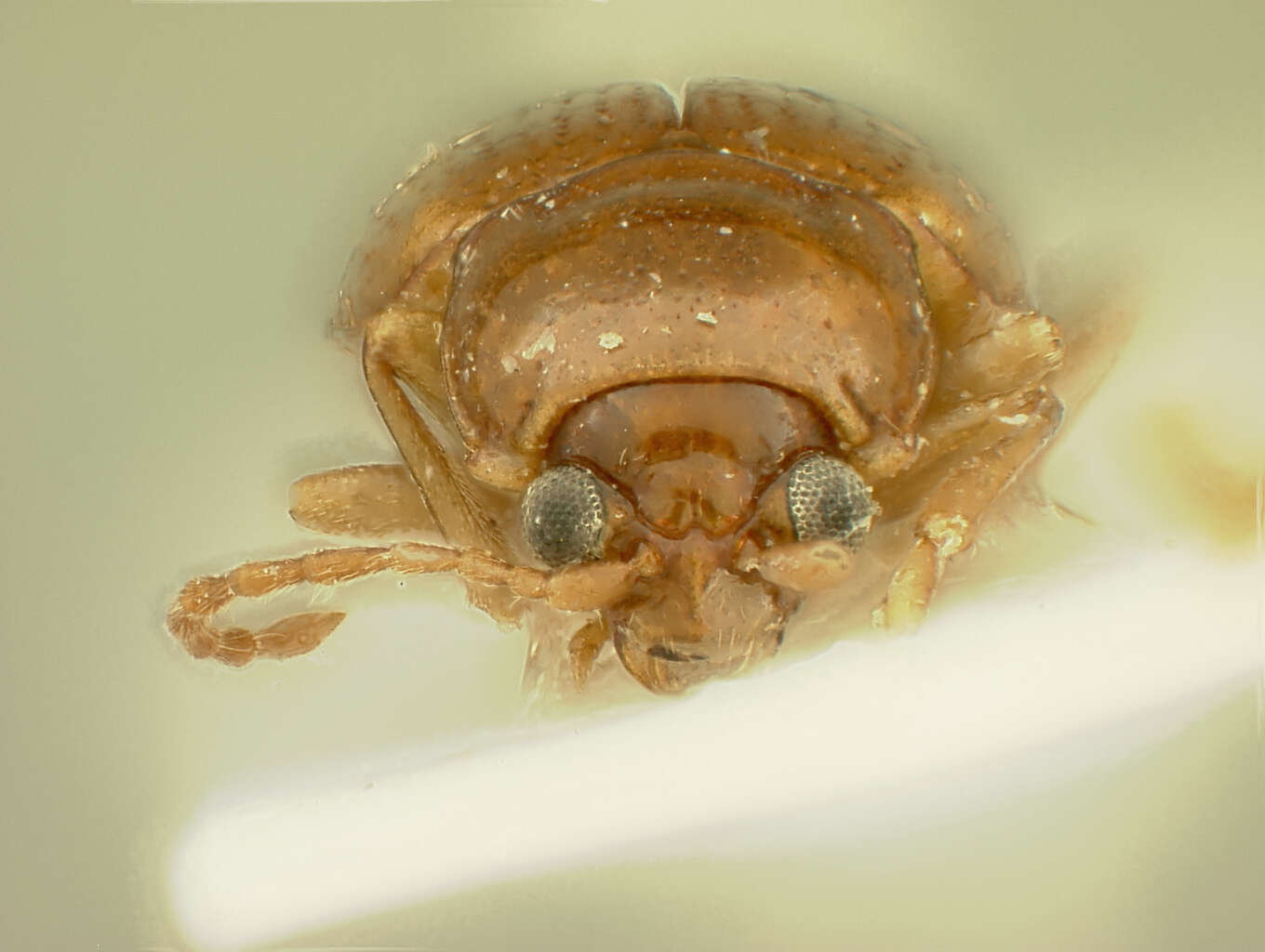 Image of Neocrepidodera konstantinovi Baselga