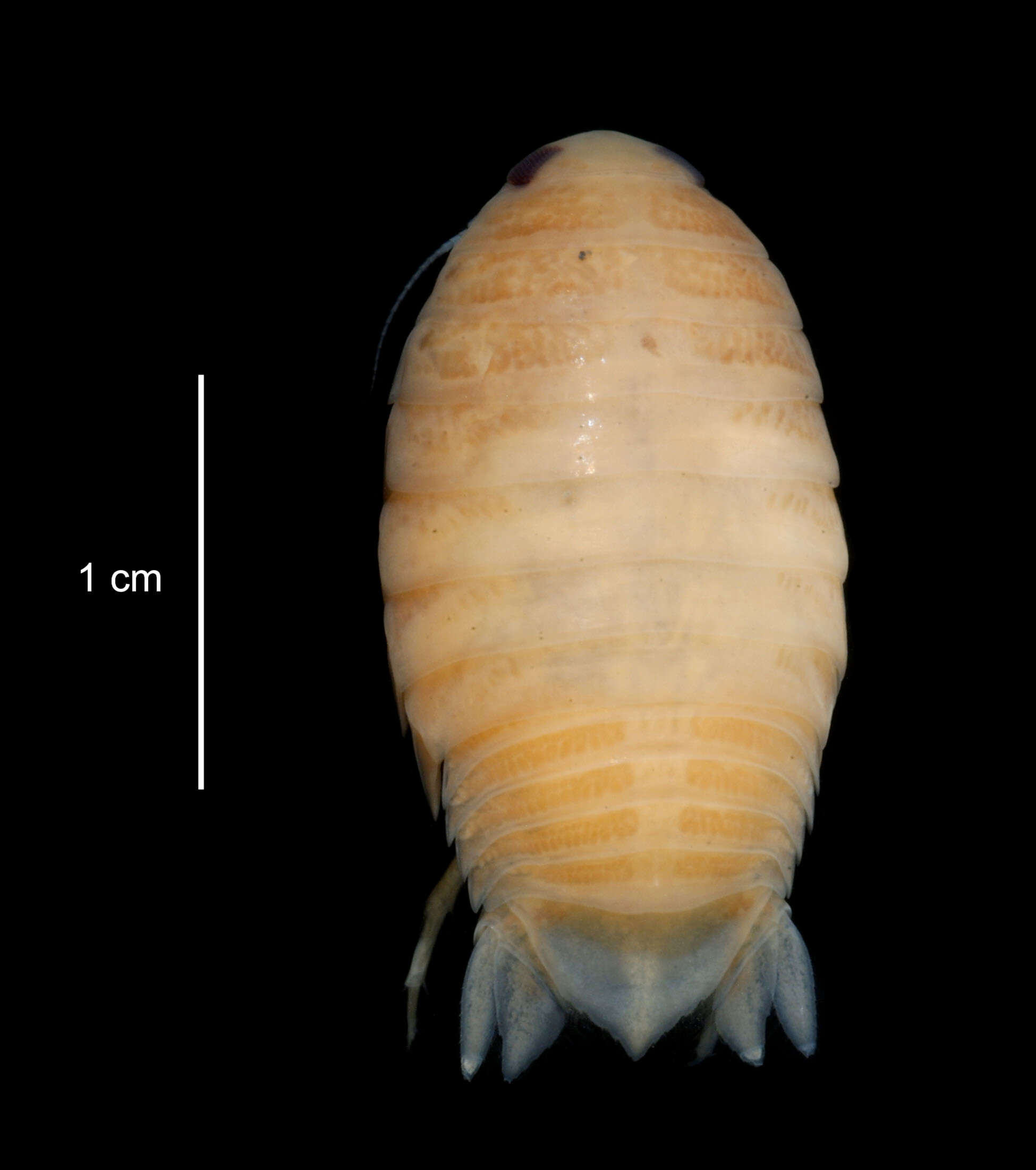 Image of Aegiochus antarctica (Hodgson 1910)