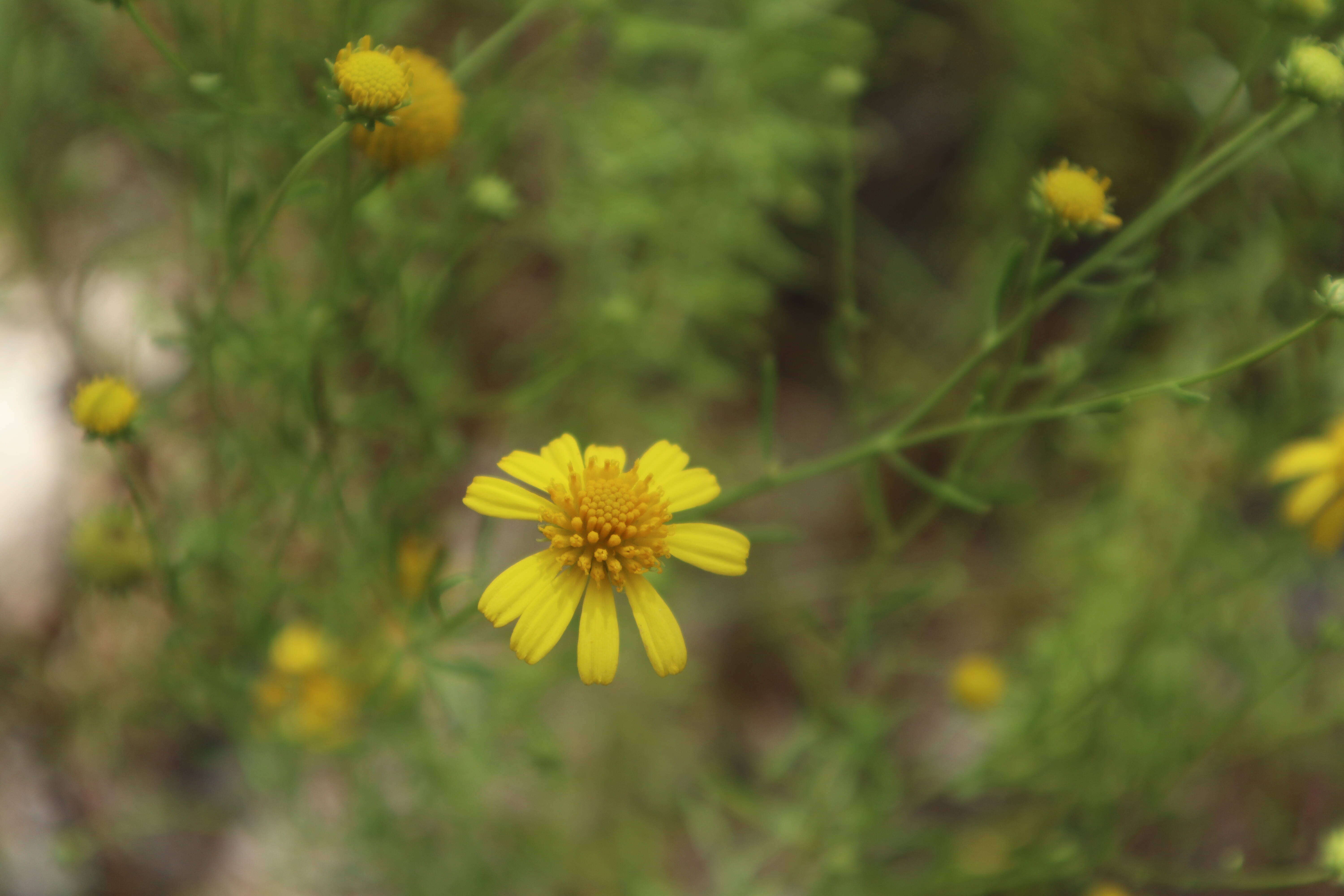 Image of coastal plain honeycombhead