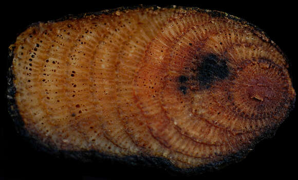 Image of Telitoxicum Moldenke