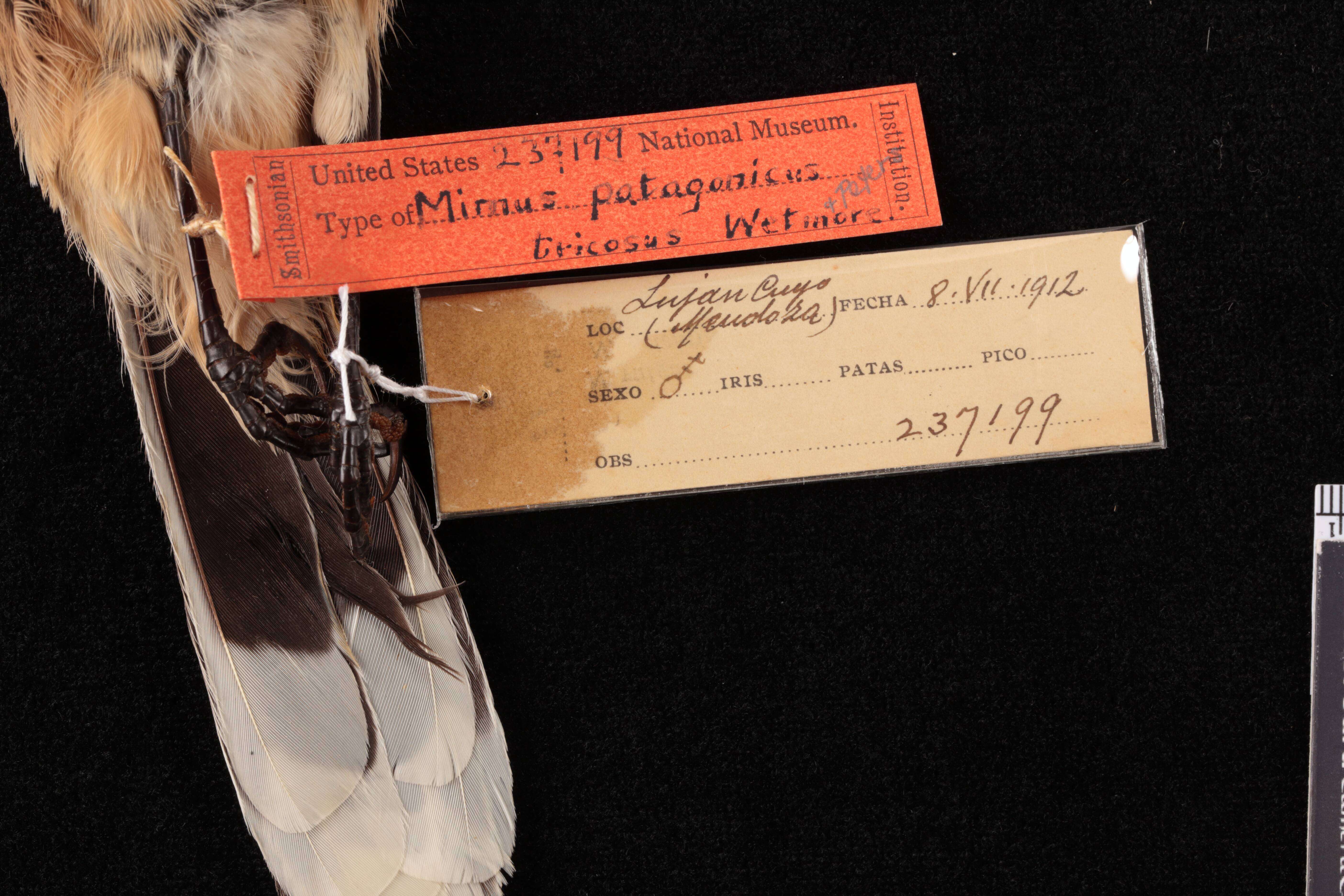 Image of Patagonian Mockingbird