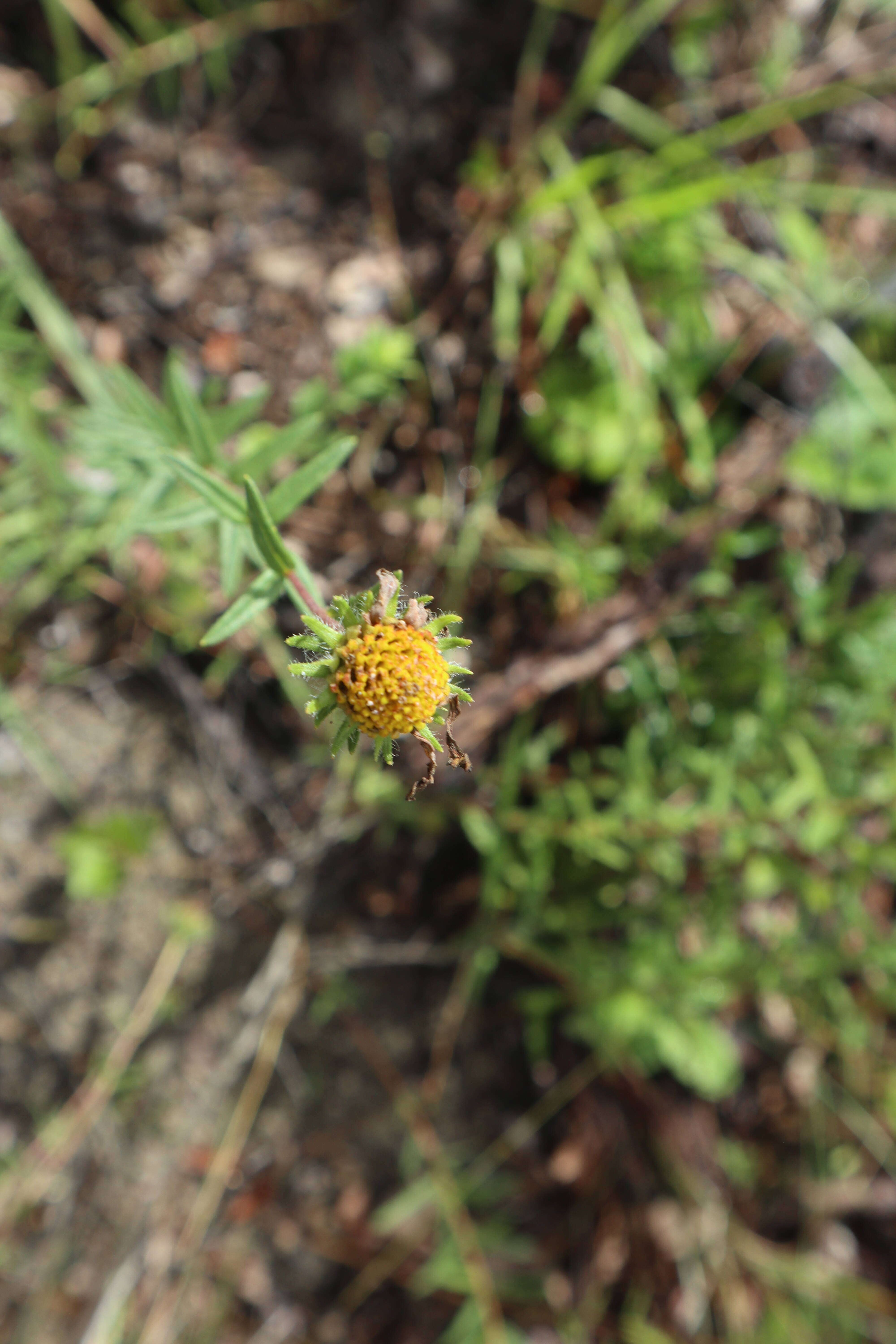 Image of Phoebanthus grandiflora (Torr. & A. Gray) Blake