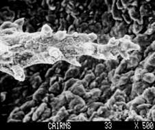 Image of Inferiolabiata lowei (Cairns 1983)