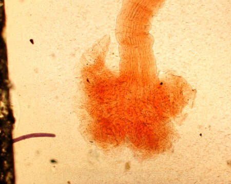 Image of Rhinebothrium longicolle Linton 1890