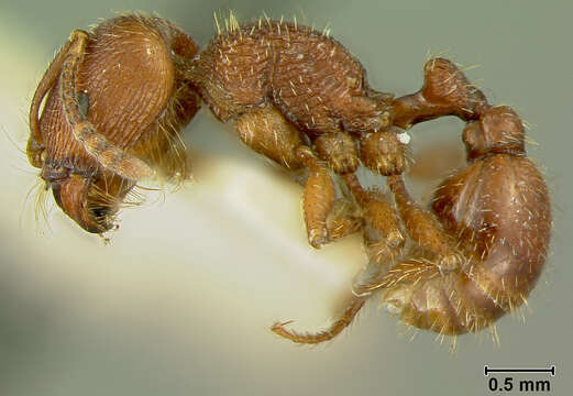 Image of Pogonomyrmex guatemaltecus Wheeler 1914