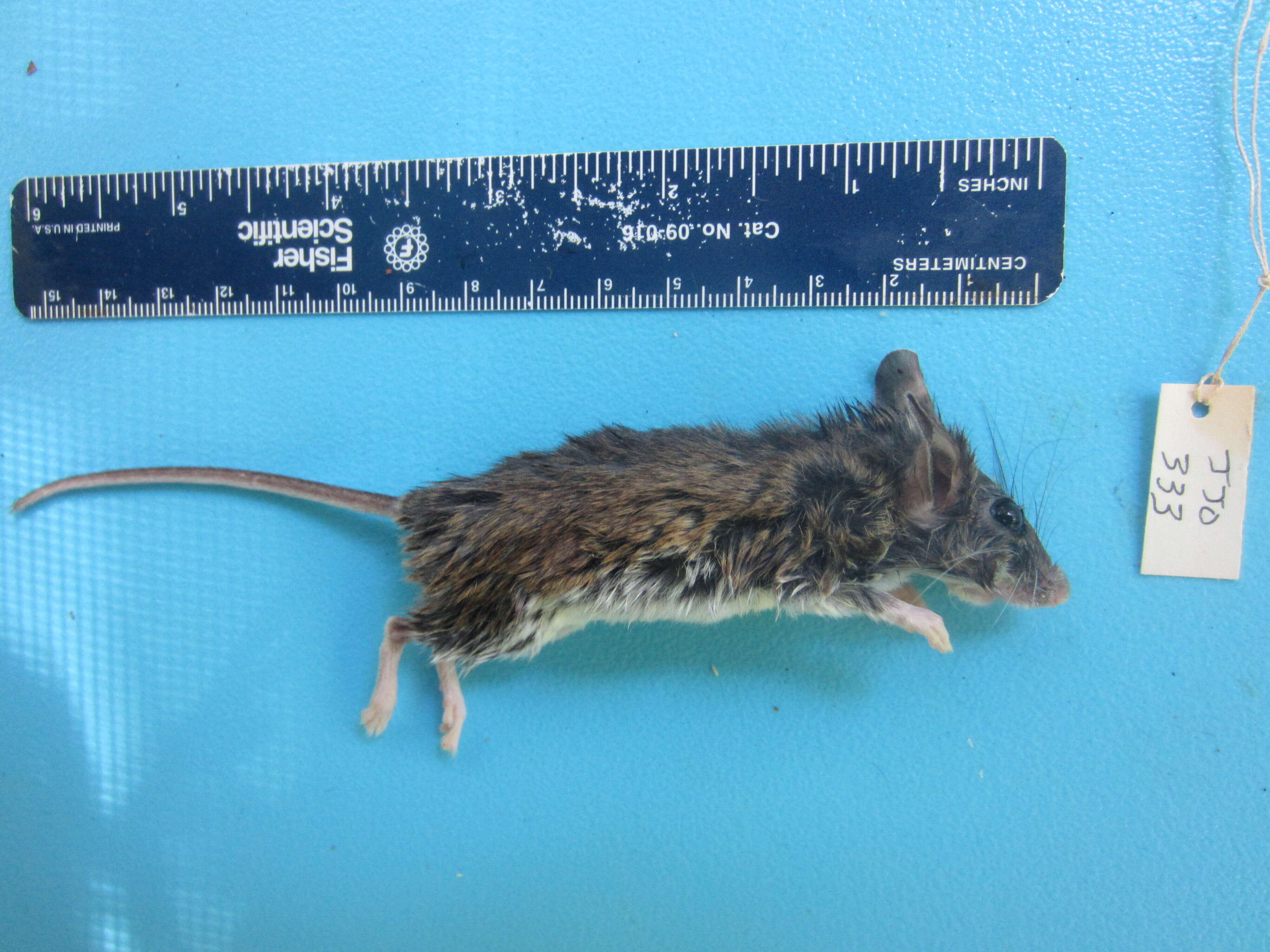 Image of White-footed Deermouse