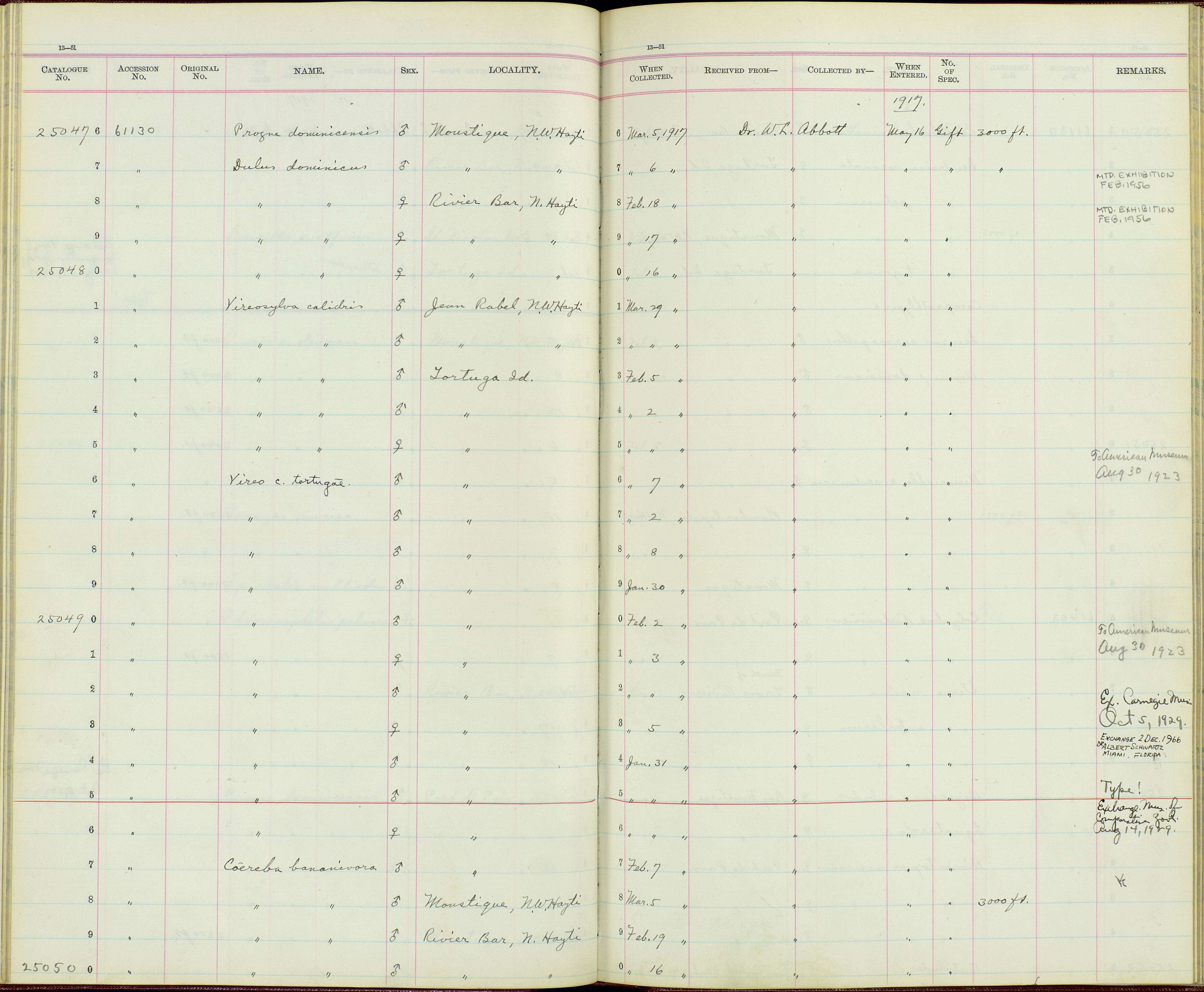 Sivun Vireo crassirostris tortugae Richmond 1917 kuva