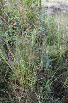 Image of brownfruit rush