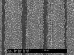 Plancia ëd Poa cookii (Hook. fil.) Hook. fil.