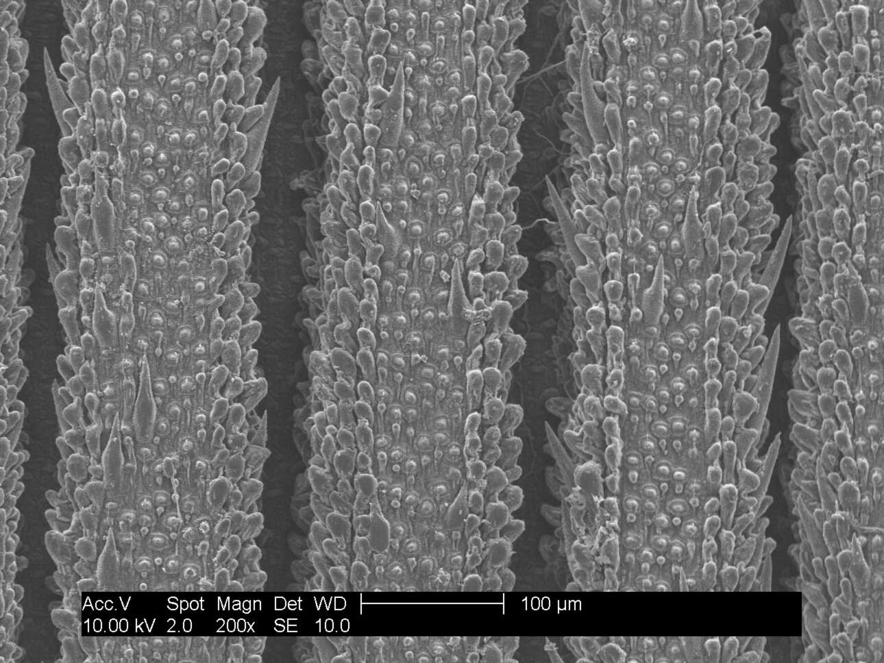 Plancia ëd Poa cookii (Hook. fil.) Hook. fil.