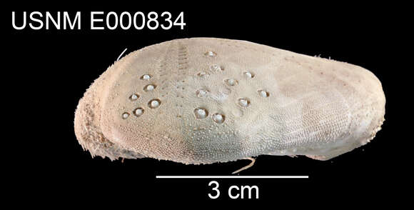 Pseudolovenia A. Agassiz & H. L. Clark 1907 resmi