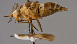 Image of Dichelacera fasciata Walker 1850