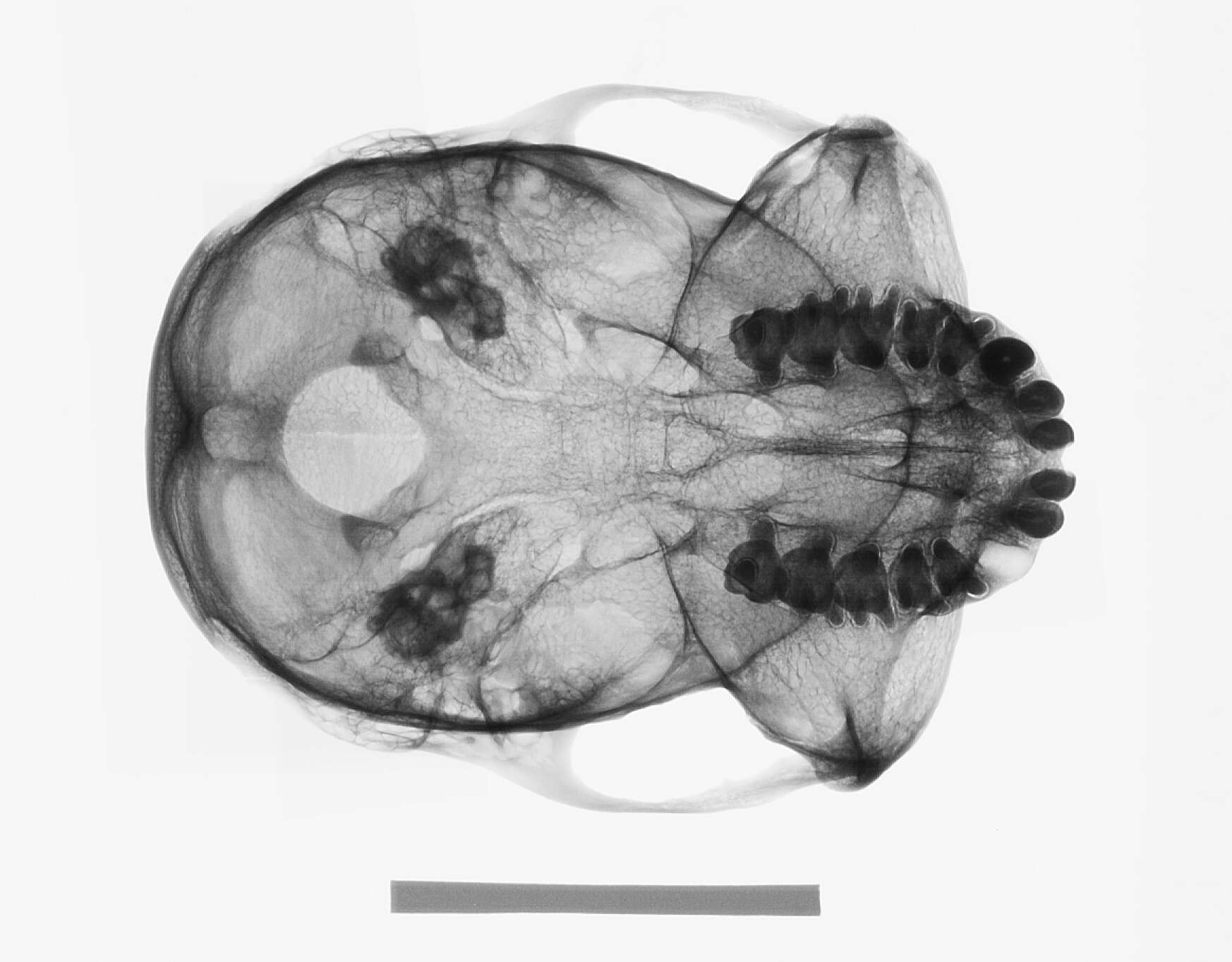 Image of Presbytis rubicunda ignita Dollman 1909