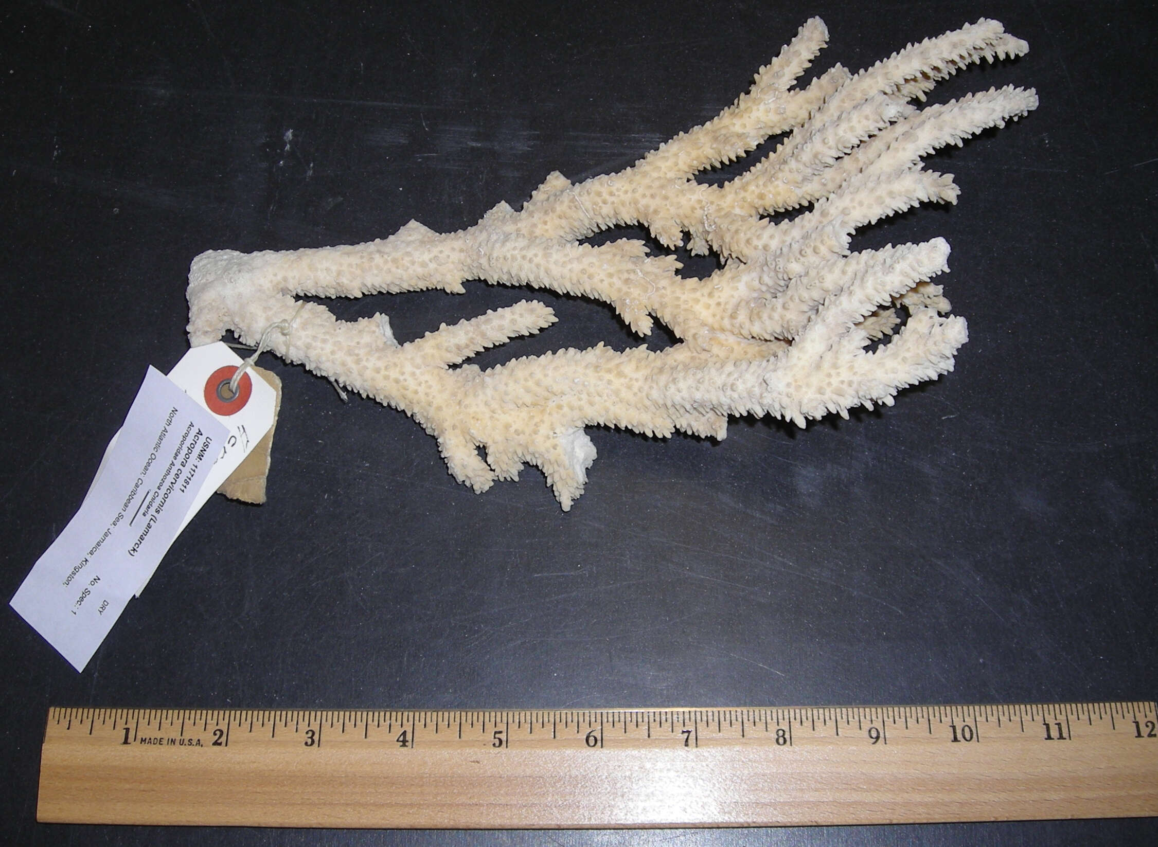 Image of Staghorn Coral