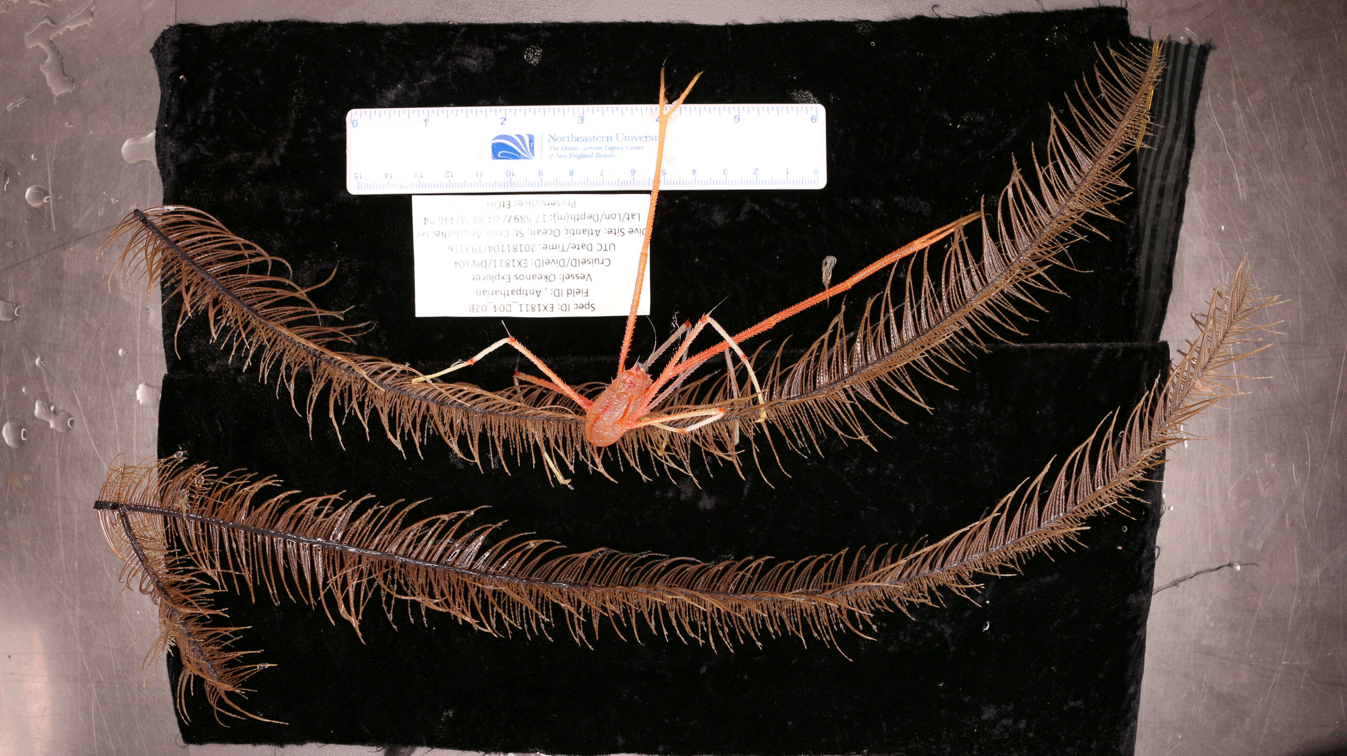 Image of Four-stick Black Coral