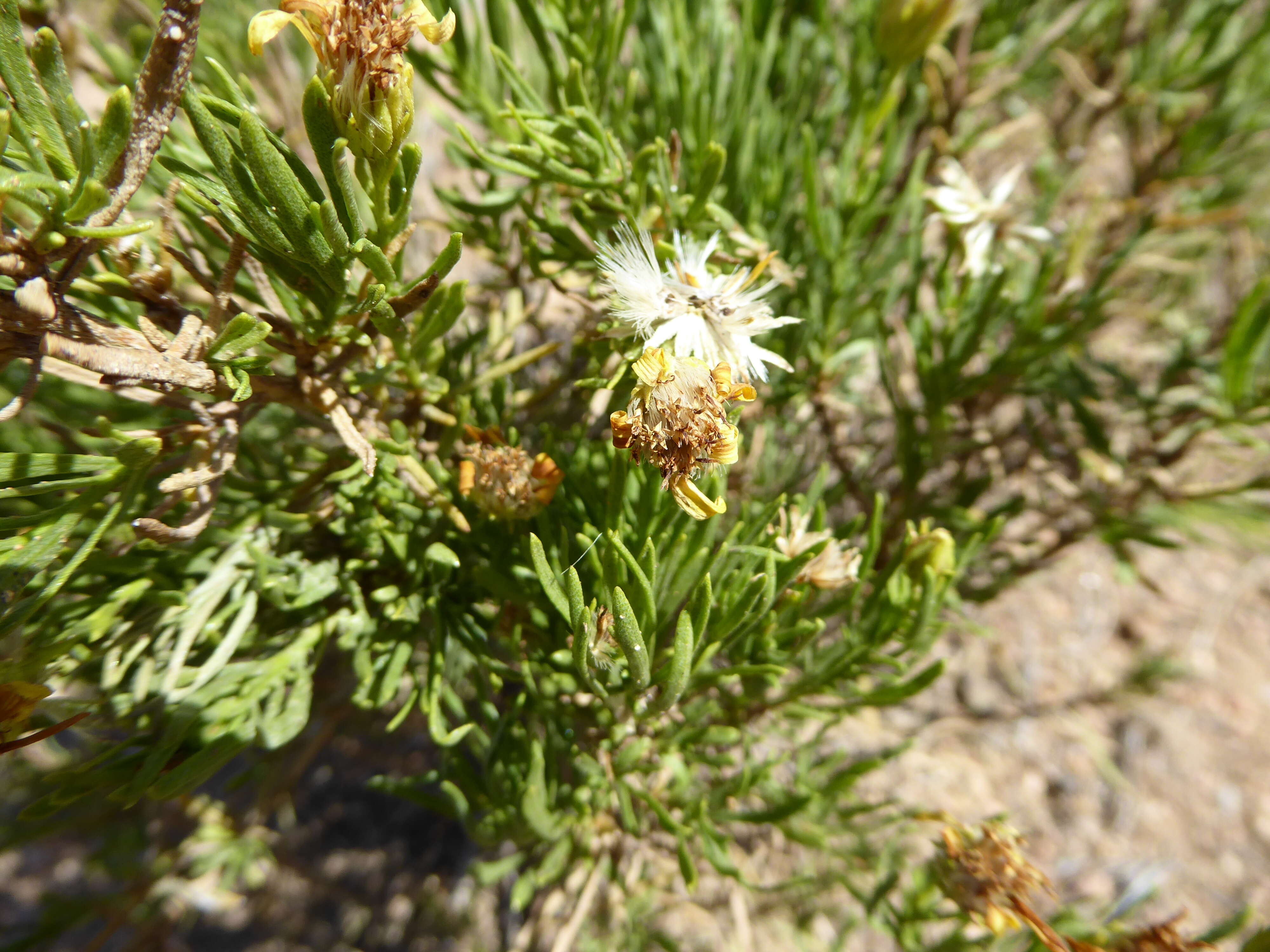 Image of Asteraceae