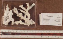 Image of Eight-ray Finger Coral