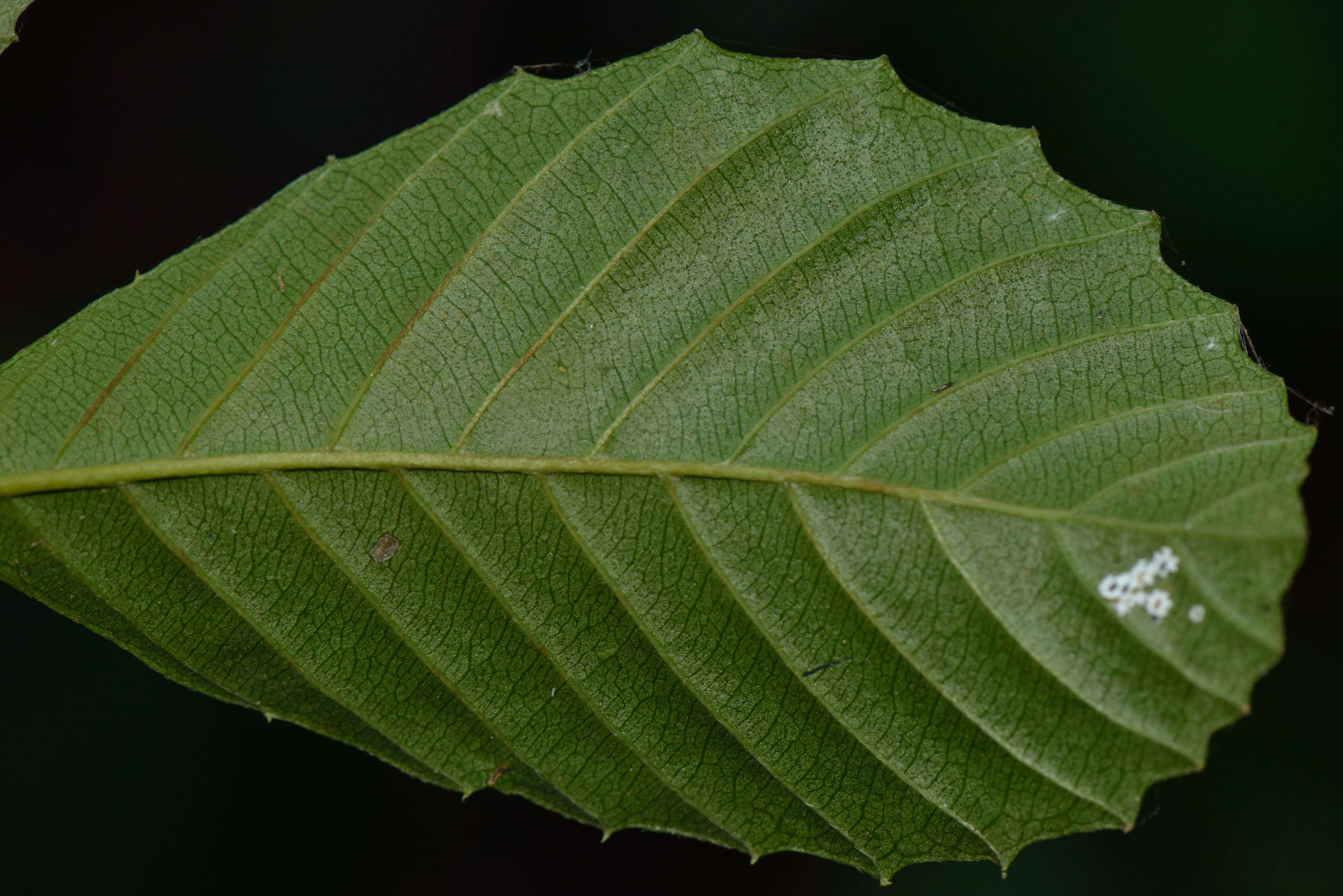 Image of Tetracera L.