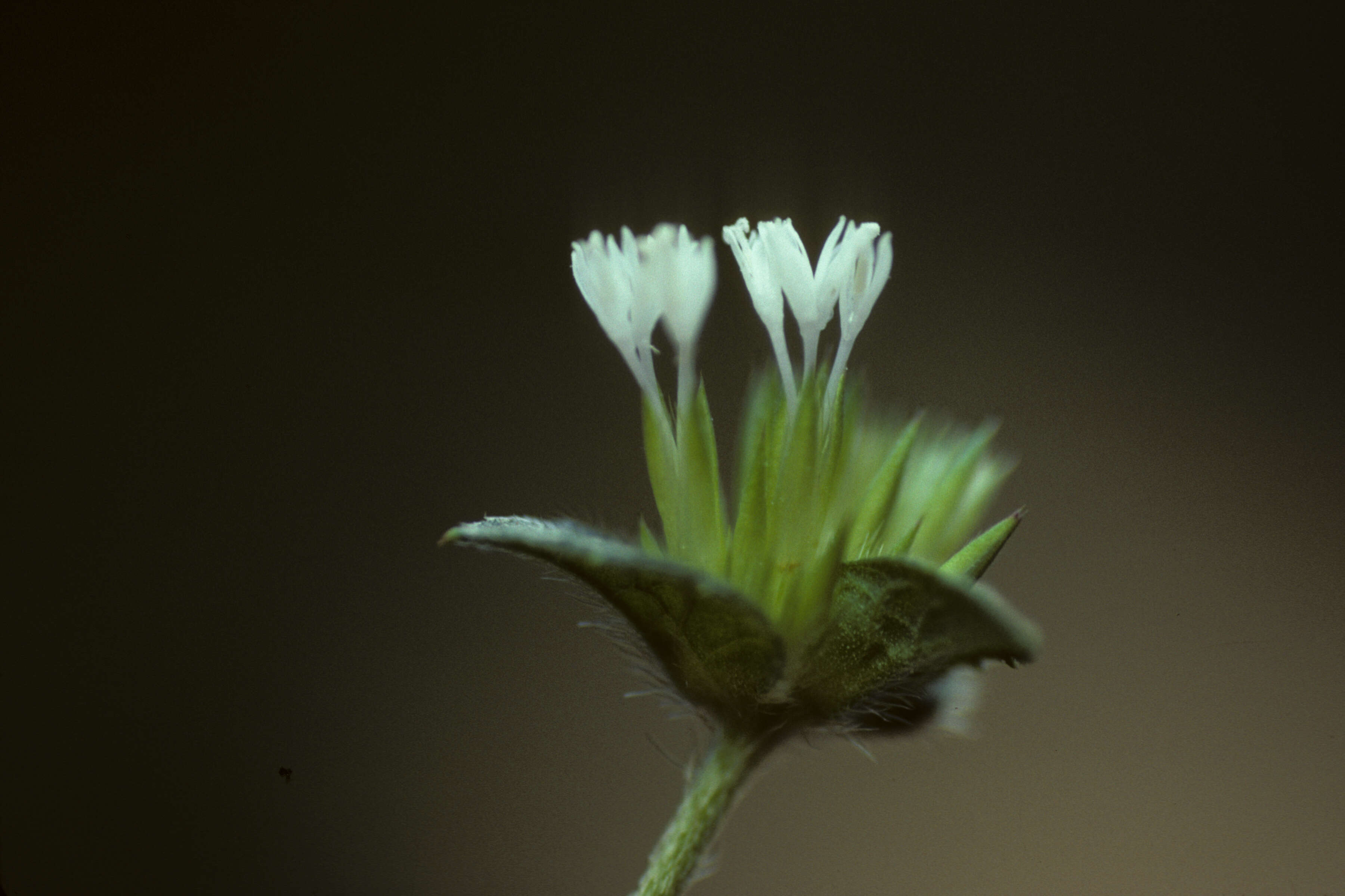 Image of soft elephantsfoot