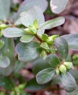 Image of common purslane