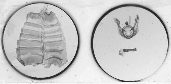 Image of Nystalea discalis Schaus 1910