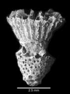 Image of Dunocyathus parasiticus Tenison-Woods 1878