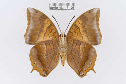 Charaxes psaphon Westwood 1848的圖片