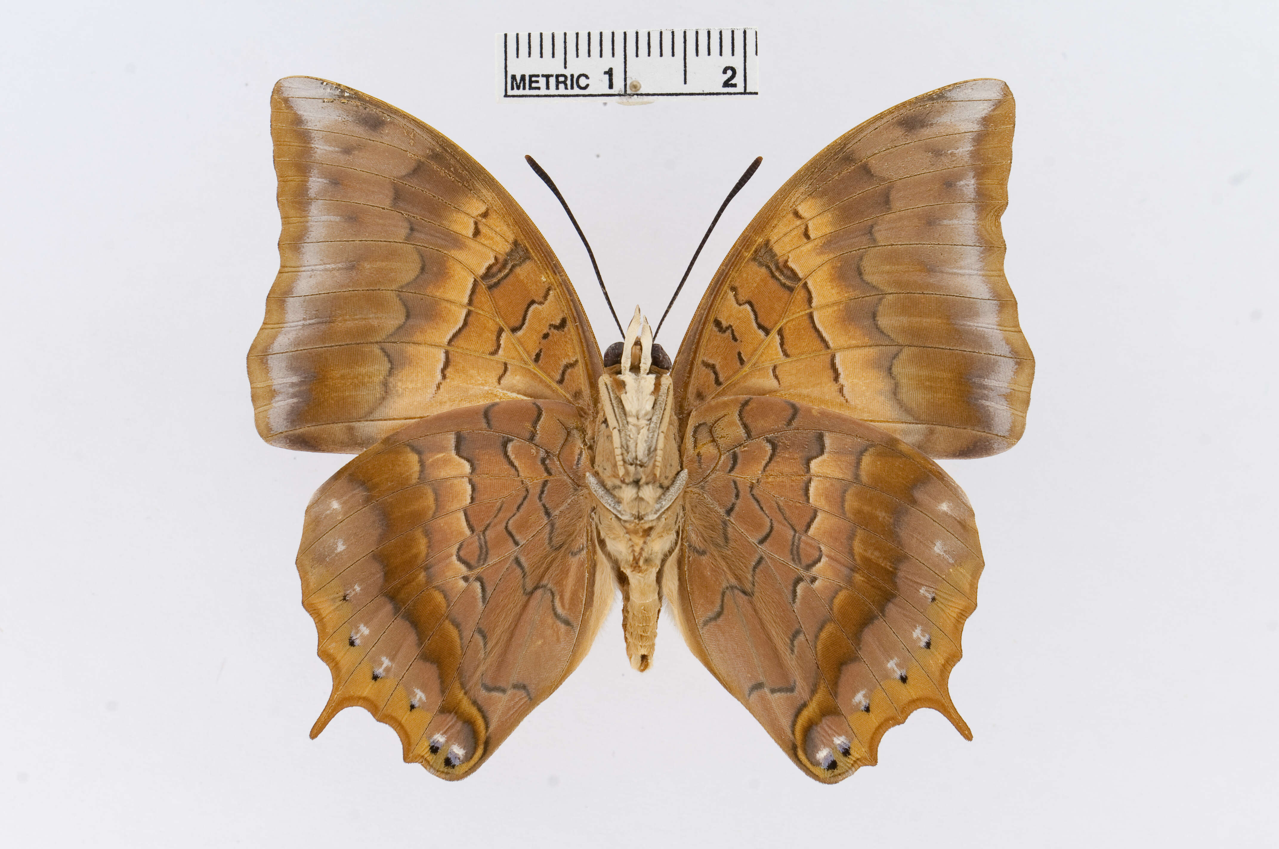 Charaxes psaphon Westwood 1848的圖片