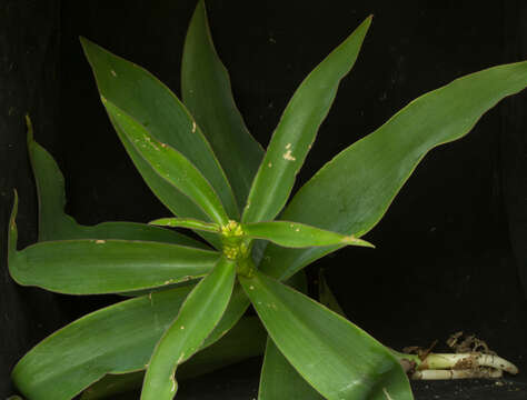 Image of Tradescantia Ruppius ex L.