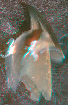 Image of Nematolampas Berry 1913