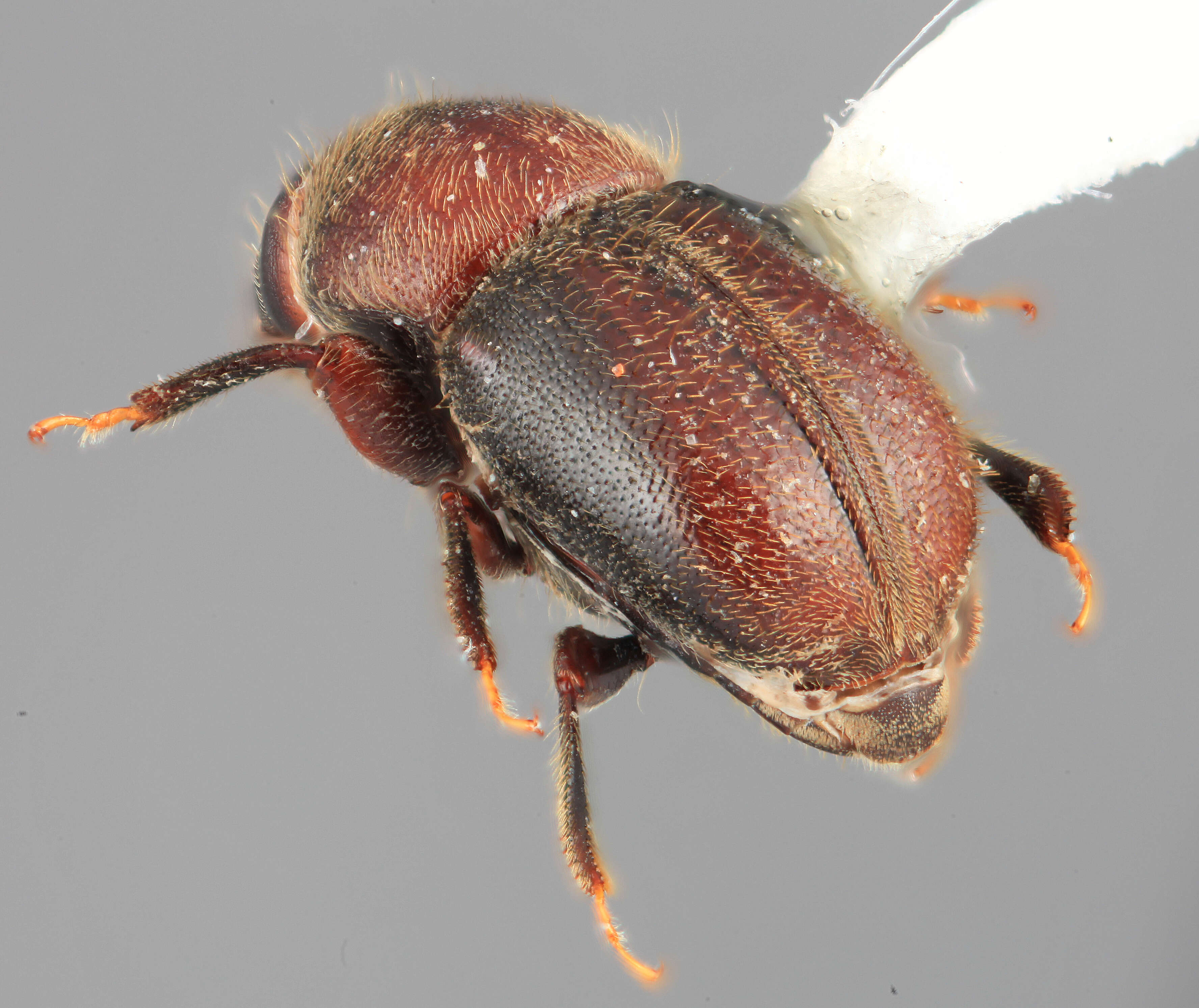 Image of Scolytodes opacus Wood 1977