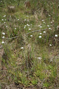 Image of flattened pipewort