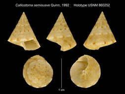 Image of Calliostoma semisuave Quinn 1992