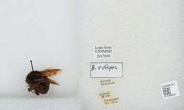 Image of Bombus rufipes Lepeletier 1836