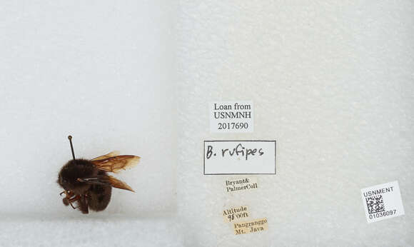 Image of Bombus rufipes Lepeletier 1836