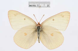 Image of Scudder's Sulphur