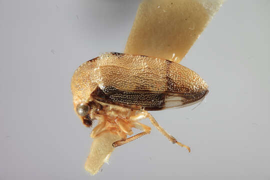 Image of Aphetea nigropicta Funkhouser