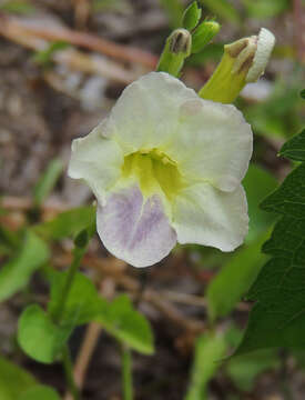 Image of Chinese violet