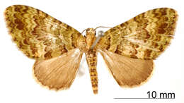 Image of Hammaptera subnotata Warren 1908