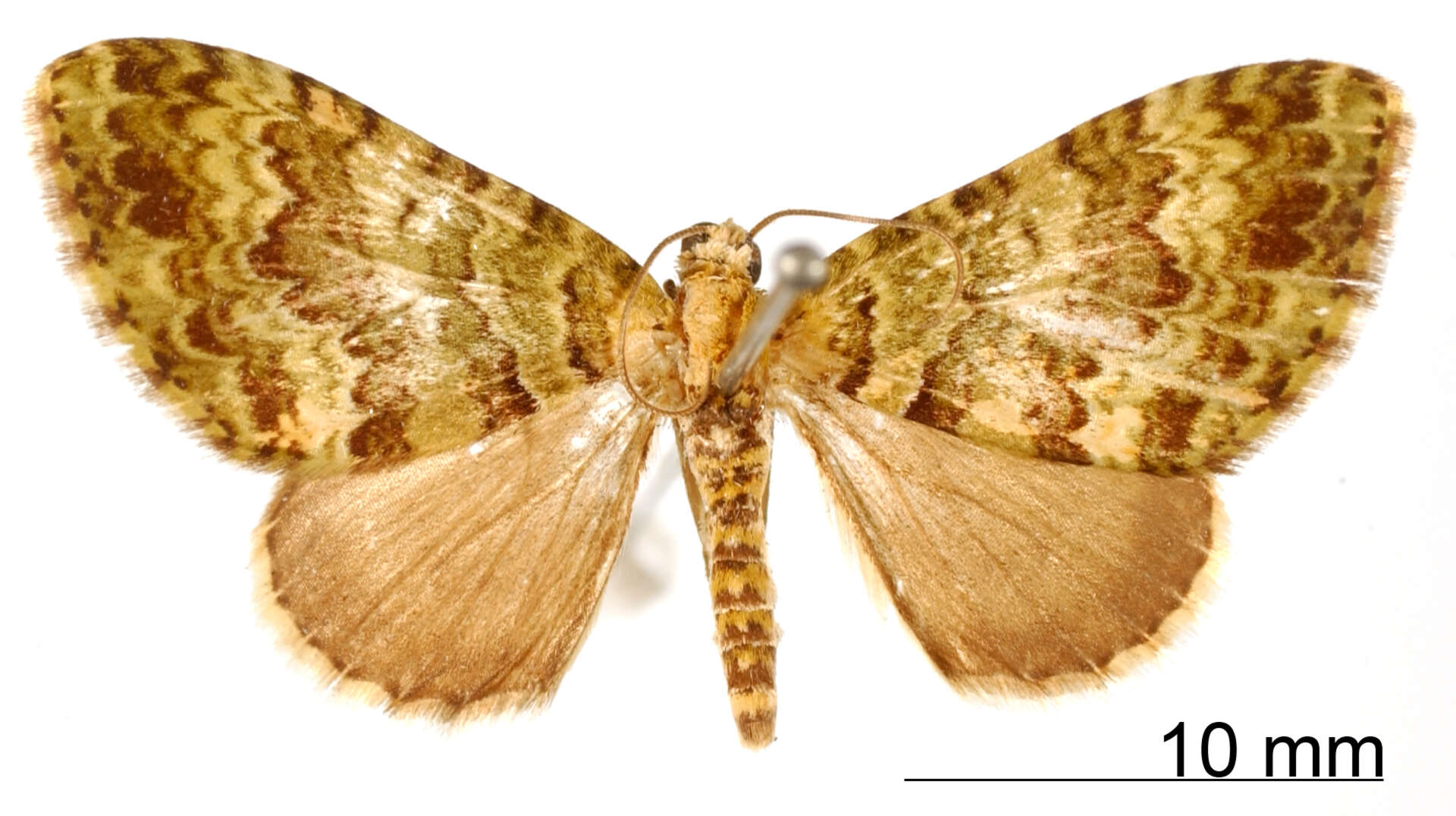 Image of Hammaptera subnotata Warren 1908