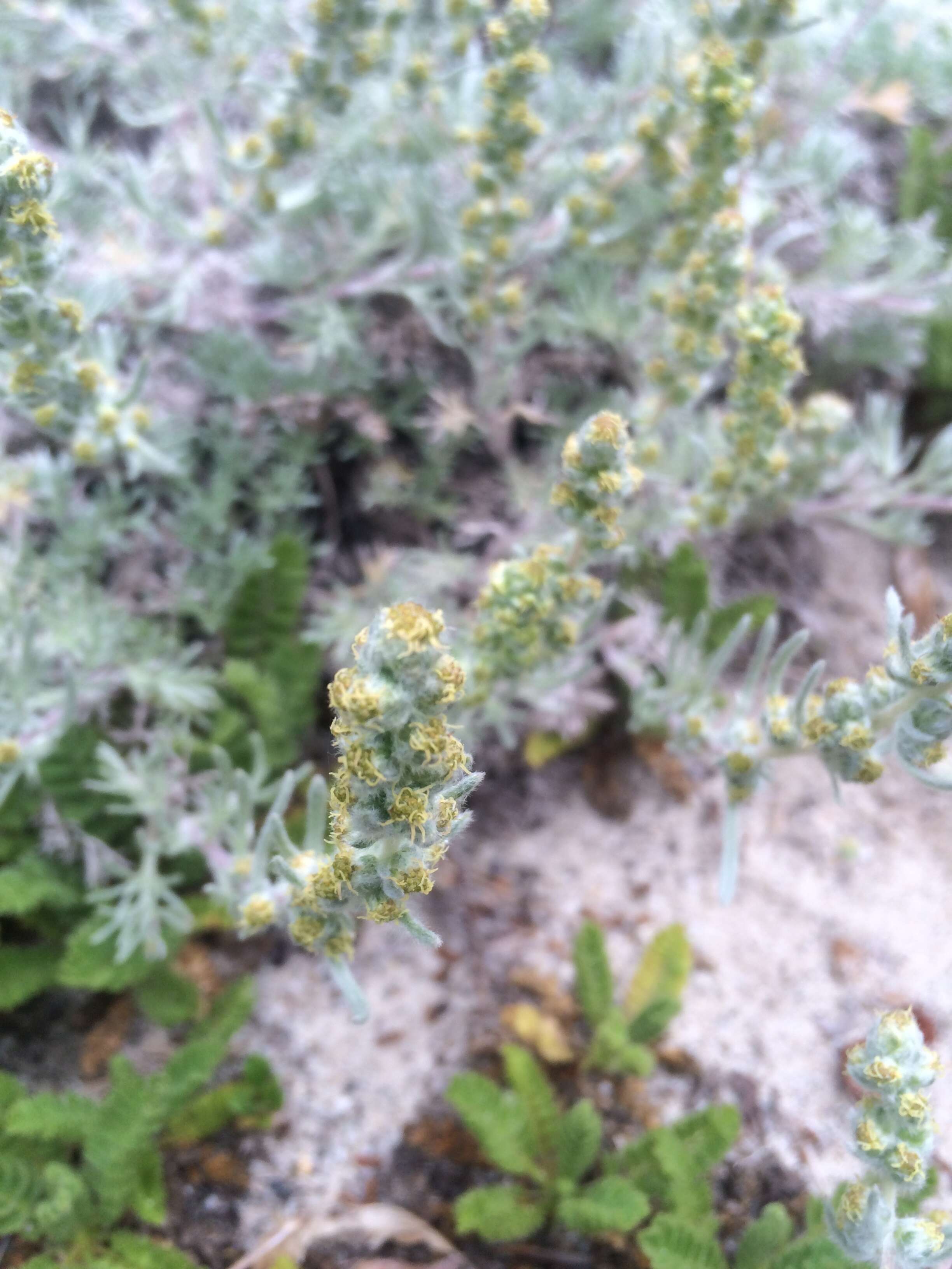 Image de Artemisia pycnocephala (Less.) DC.