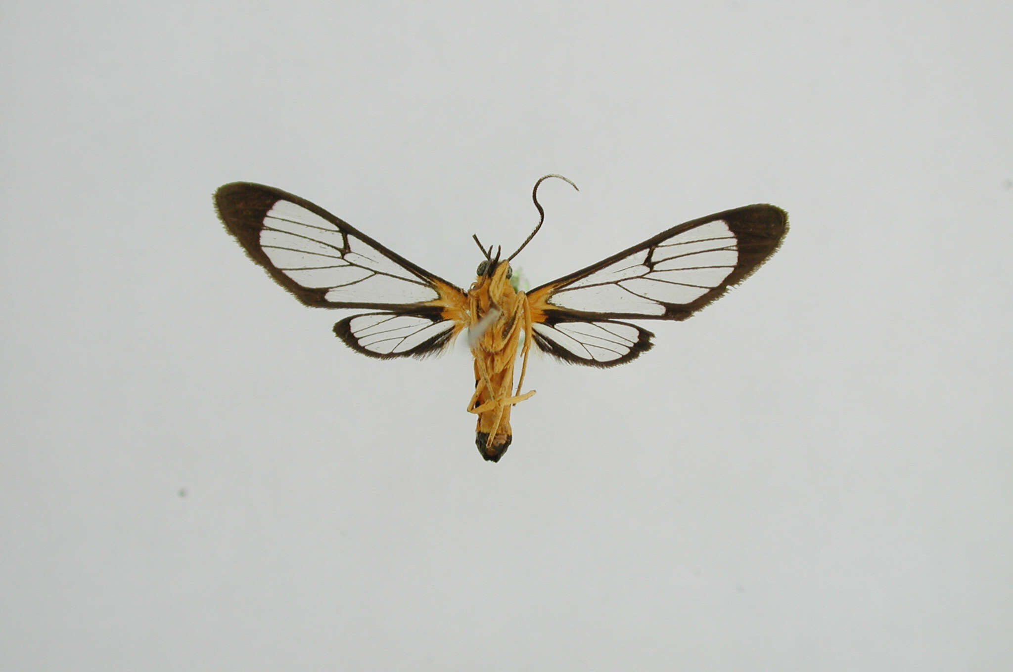 Image of Mesothen aurantiaca Dognin 1906