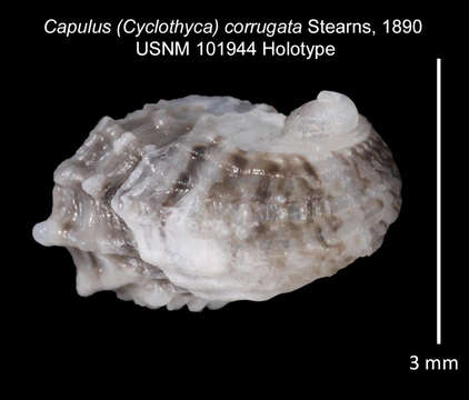 Image of Cyclothyca Stearns 1890