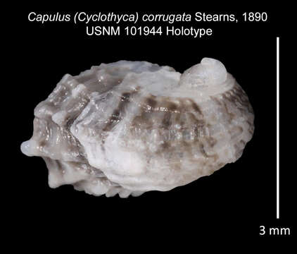 Plancia ëd Cyclothyca Stearns 1890