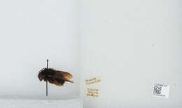 Image of Bombus atripes Smith 1852